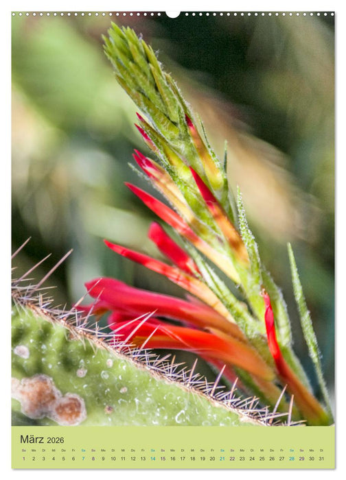 Botanischer Garten Basel - Eine Oase zum Entdecken (CALVENDO Wandkalender 2026)