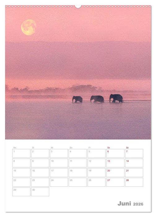 VOLLMOND-Planer - Im Licht der Nacht (CALVENDO Wandkalender 2026)