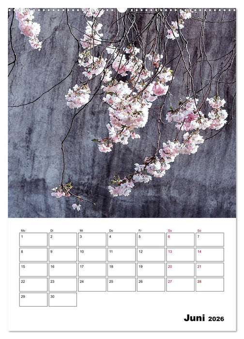 Mauerblümchen - Poesie im Alltäglichen als Monatsplaner (CALVENDO Wandkalender 2026)