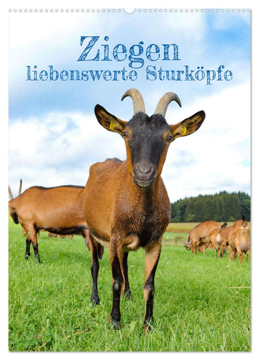 Ziegen - liebenswerte Sturköpfe (CALVENDO Wandkalender 2026)