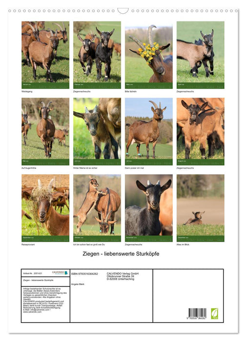 Ziegen - liebenswerte Sturköpfe (CALVENDO Wandkalender 2026)