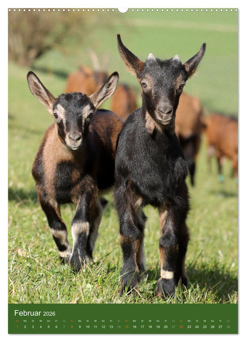Ziegen - liebenswerte Sturköpfe (CALVENDO Wandkalender 2026)