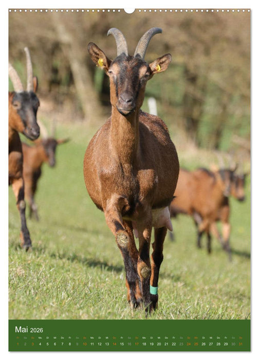 Ziegen - liebenswerte Sturköpfe (CALVENDO Wandkalender 2026)