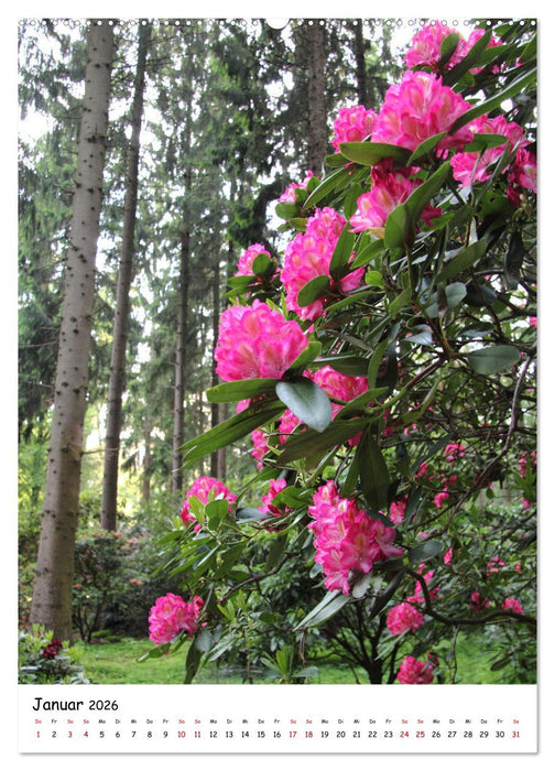 Zauberhafte Rhododendren (CALVENDO Premium Wandkalender 2026)