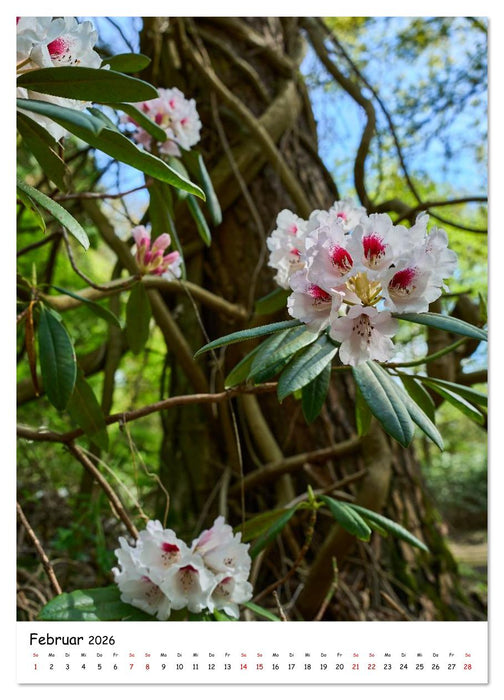 Zauberhafte Rhododendren (CALVENDO Premium Wandkalender 2026)