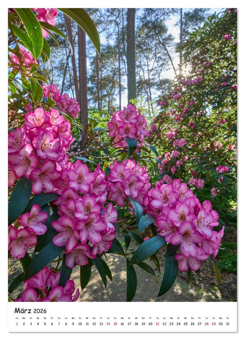 Zauberhafte Rhododendren (CALVENDO Premium Wandkalender 2026)