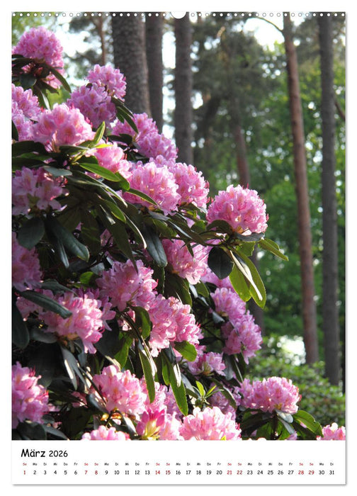 Zauberhafte Rhododendren (CALVENDO Premium Wandkalender 2026)