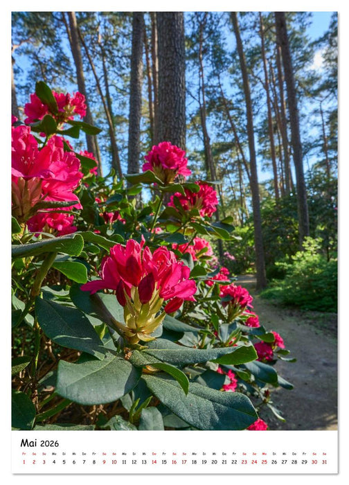 Zauberhafte Rhododendren (CALVENDO Premium Wandkalender 2026)