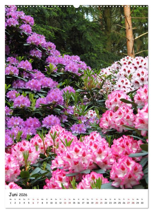 Zauberhafte Rhododendren (CALVENDO Premium Wandkalender 2026)