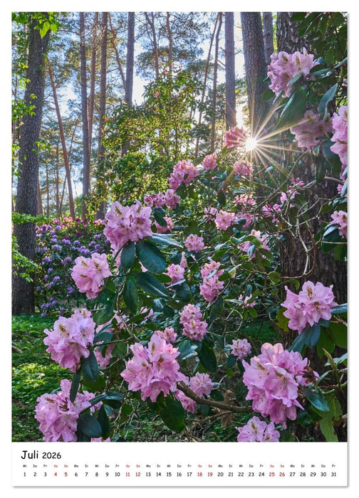 Zauberhafte Rhododendren (CALVENDO Premium Wandkalender 2026)