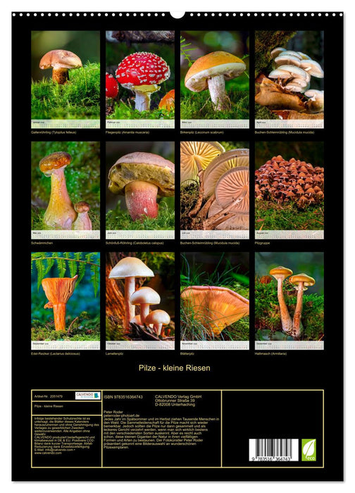Pilze - kleine Riesen (CALVENDO Premium Wandkalender 2026)