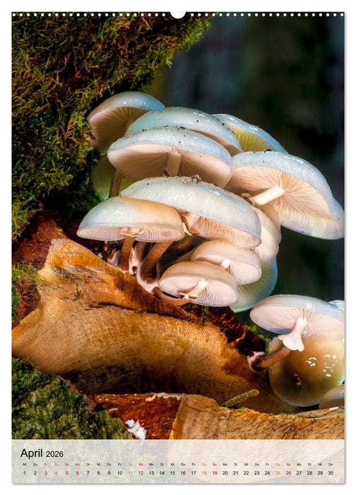 Pilze - kleine Riesen (CALVENDO Premium Wandkalender 2026)