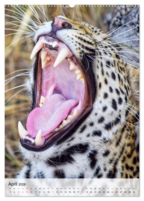 Tiere - Köpfe mit Charakter (CALVENDO Premium Wandkalender 2026)