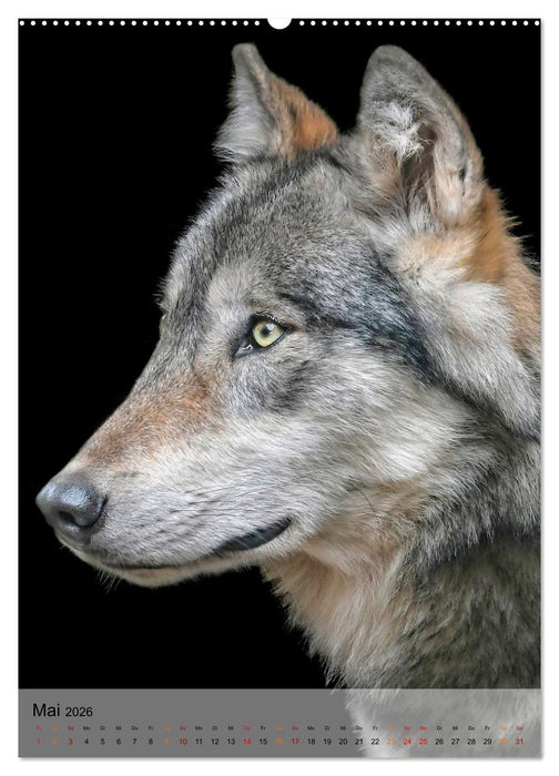 Tiere - Köpfe mit Charakter (CALVENDO Premium Wandkalender 2026)