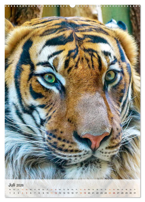 Tiere - Köpfe mit Charakter (CALVENDO Premium Wandkalender 2026)