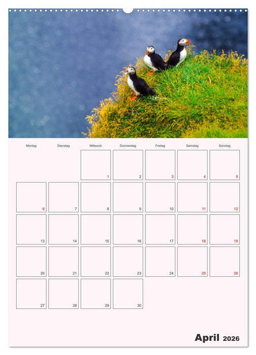 Papageitaucher Monatsplaner (CALVENDO Premium Wandkalender 2026)