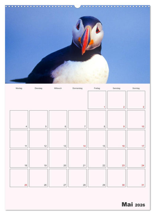 Papageitaucher Monatsplaner (CALVENDO Premium Wandkalender 2026)