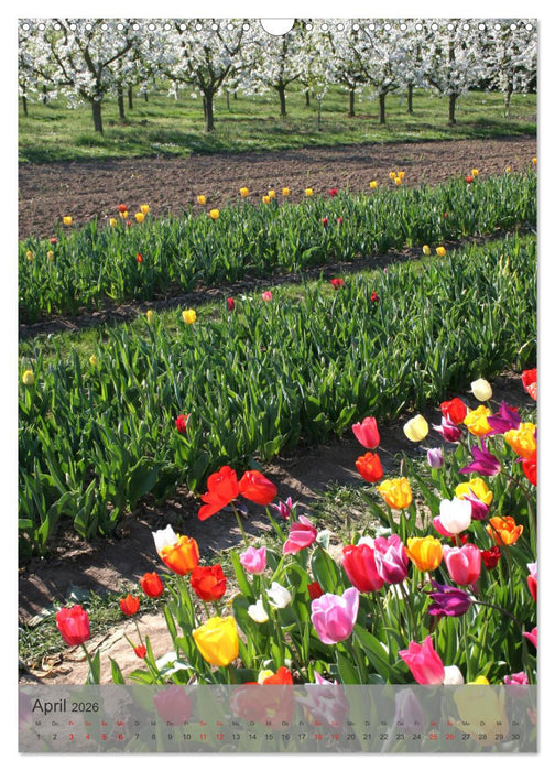 Liebenswertes Mainz (CALVENDO Wandkalender 2026)