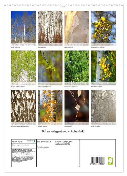 Birken - elegant und märchenhaft (CALVENDO Premium Wandkalender 2026)