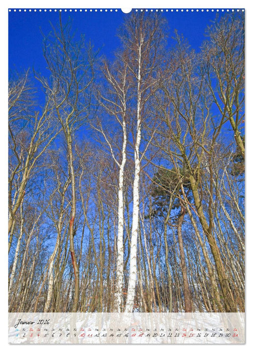 Birken - elegant und märchenhaft (CALVENDO Premium Wandkalender 2026)
