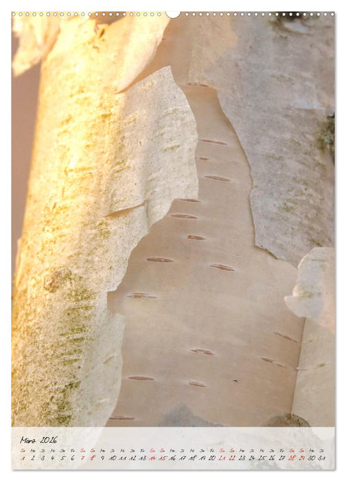 Birken - elegant und märchenhaft (CALVENDO Premium Wandkalender 2026)