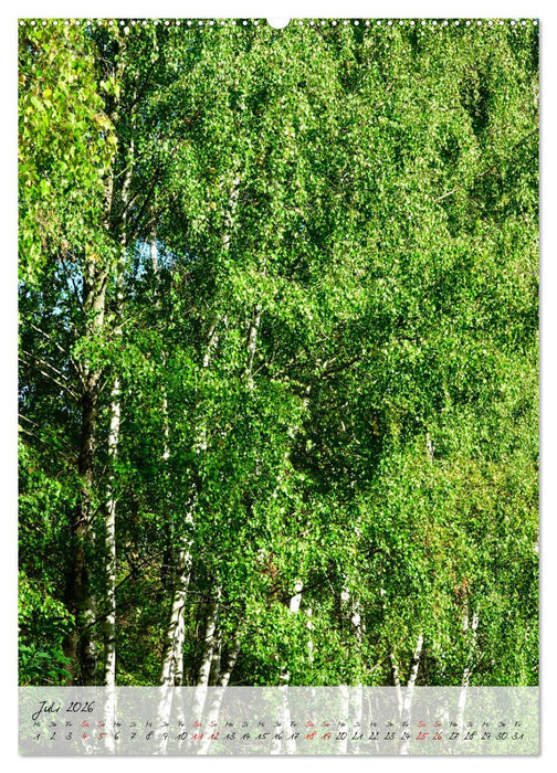 Birken - elegant und märchenhaft (CALVENDO Premium Wandkalender 2026)