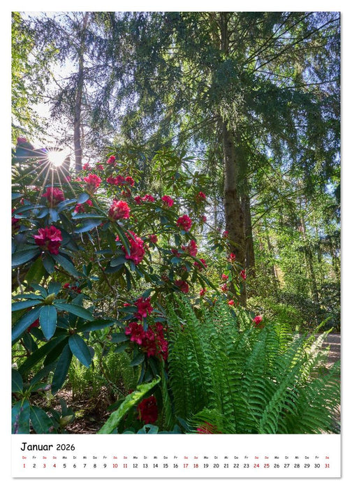 Zauberhafte Rhododendren (CALVENDO Wandkalender 2026)
