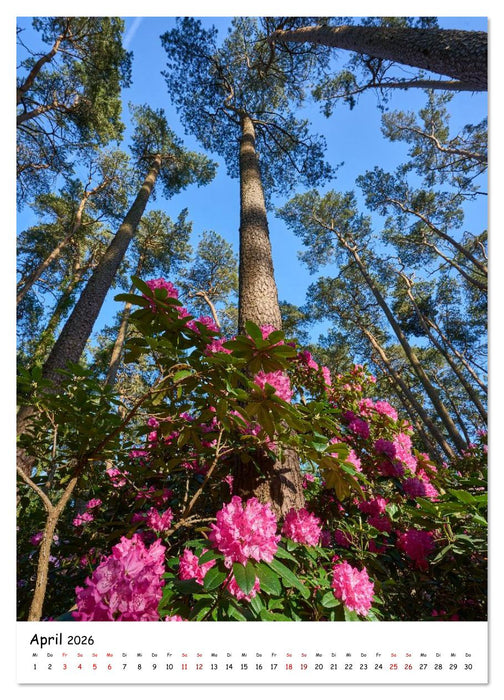 Zauberhafte Rhododendren (CALVENDO Wandkalender 2026)