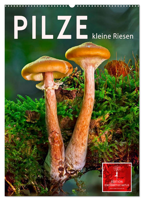 Pilze - kleine Riesen (CALVENDO Wandkalender 2026)