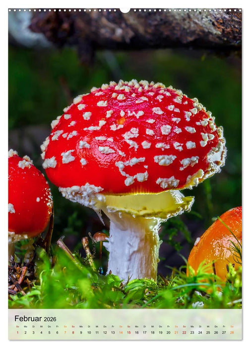 Pilze - kleine Riesen (CALVENDO Wandkalender 2026)