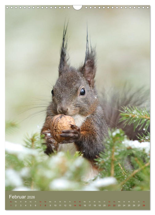 Eichhörnchen - zauberhafte Waldbewohner (CALVENDO Wandkalender 2026)