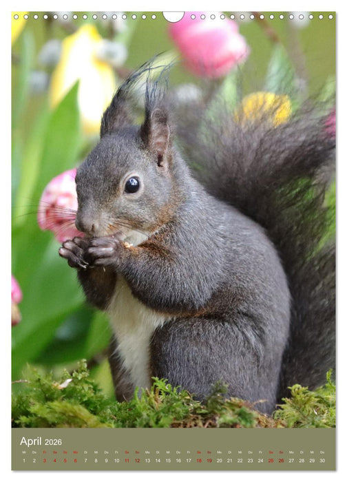 Eichhörnchen - zauberhafte Waldbewohner (CALVENDO Wandkalender 2026)