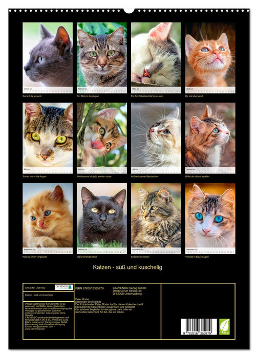 Katzen - süß und kuschelig (CALVENDO Premium Wandkalender 2026)