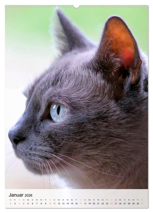 Katzen - süß und kuschelig (CALVENDO Premium Wandkalender 2026)