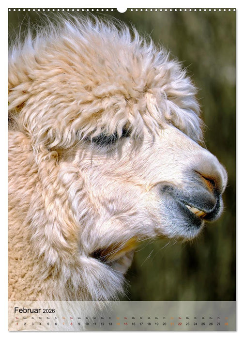 Tiere - Köpfe mit Charakter (CALVENDO Wandkalender 2026)