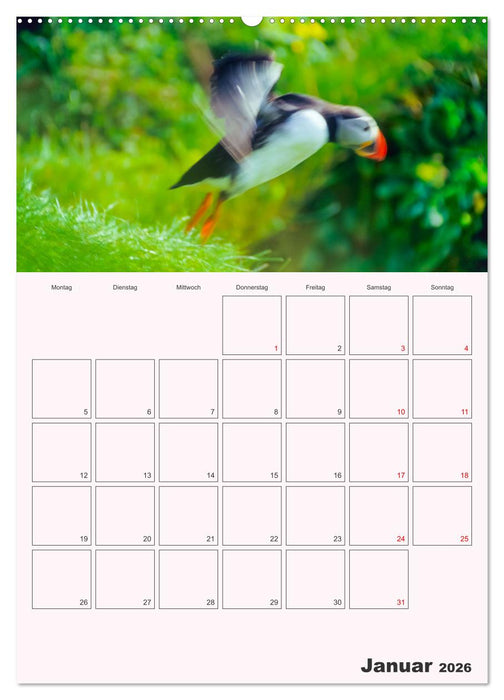 Papageitaucher Monatsplaner (CALVENDO Wandkalender 2026)