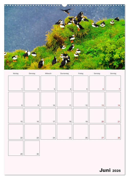 Papageitaucher Monatsplaner (CALVENDO Wandkalender 2026)
