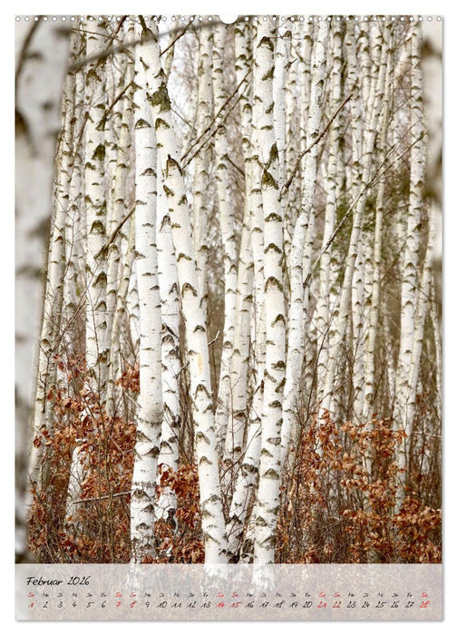 Birken - elegant und märchenhaft (CALVENDO Wandkalender 2026)