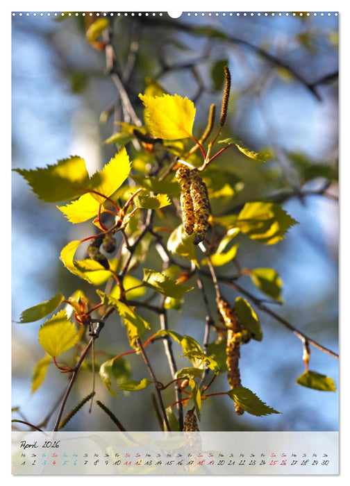 Birken - elegant und märchenhaft (CALVENDO Wandkalender 2026)