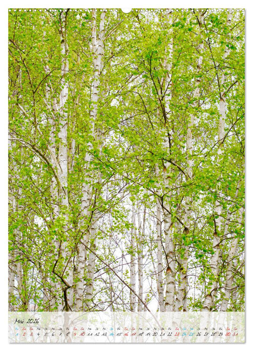 Birken - elegant und märchenhaft (CALVENDO Wandkalender 2026)