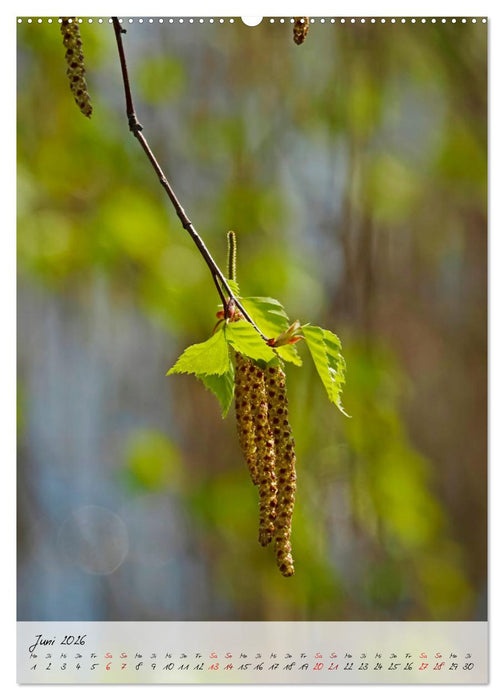 Birken - elegant und märchenhaft (CALVENDO Wandkalender 2026)