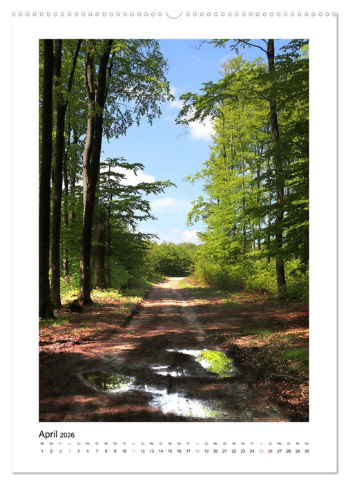Mein Sehnsuchtsort, der Wald (CALVENDO Wandkalender 2026)