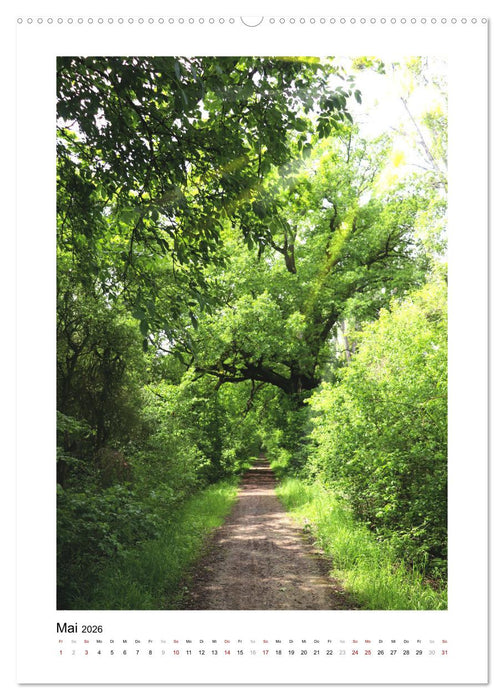 Mein Sehnsuchtsort, der Wald (CALVENDO Wandkalender 2026)