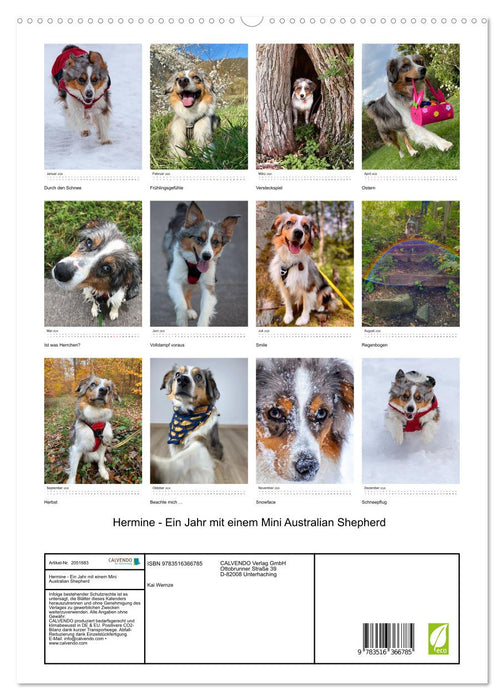 Hermine - Ein Jahr mit einem Mini Australian Shepherd (CALVENDO Premium Wandkalender 2026)