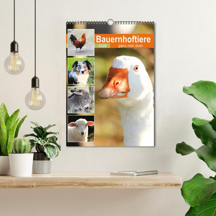 Bauernhoftiere, ganz nah dran (CALVENDO Wandkalender 2026)