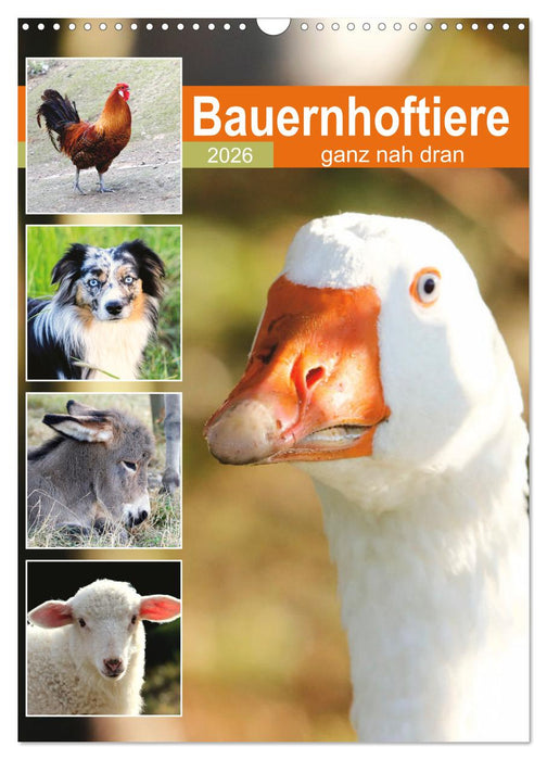 Bauernhoftiere, ganz nah dran (CALVENDO Wandkalender 2026)