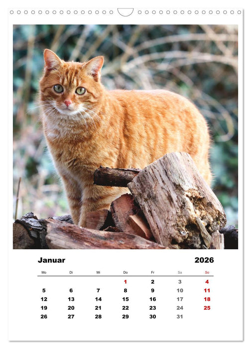 Bauernhoftiere, ganz nah dran (CALVENDO Wandkalender 2026)