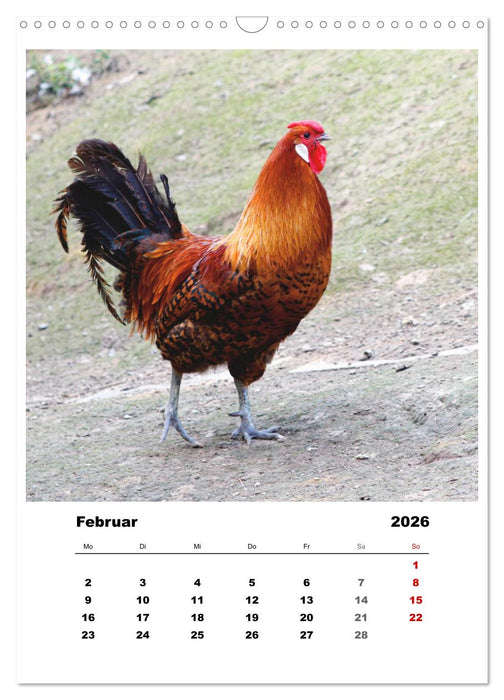 Bauernhoftiere, ganz nah dran (CALVENDO Wandkalender 2026)