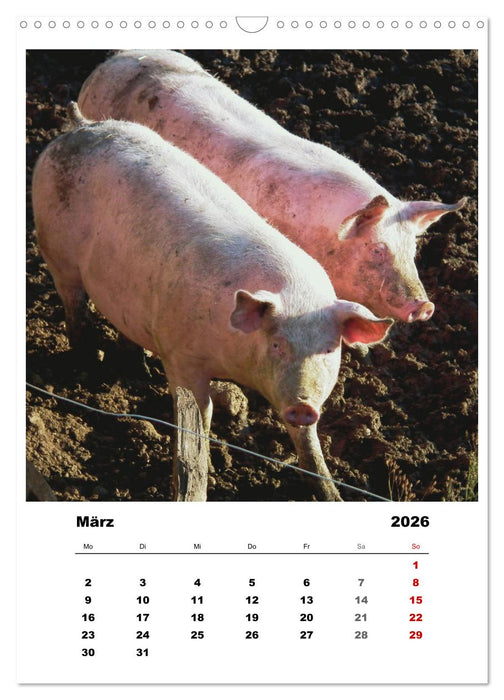 Bauernhoftiere, ganz nah dran (CALVENDO Wandkalender 2026)