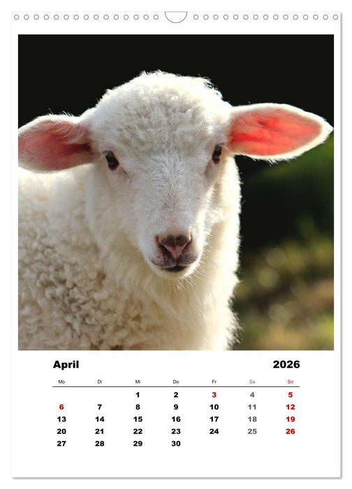 Bauernhoftiere, ganz nah dran (CALVENDO Wandkalender 2026)